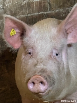 Porci,crotaliati,mangalita,ecologici,veterinar,diverse mărimi - imagine 4