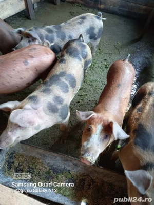 Porci de vanzare - imagine 3