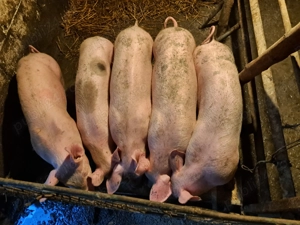 Purcei rasă de carne, baieții castrati si deparazitați 30-35kg