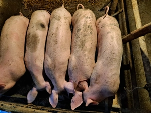 Purcei 4 luni 35 kg+  - imagine 2