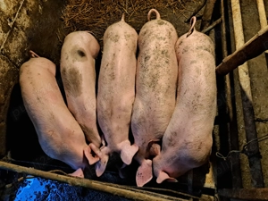 Purcei 4 luni 35 kg+ 