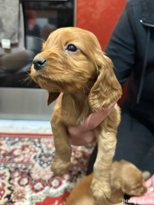 Puiuti Cocker Spaniel  - imagine 3