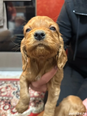 Puiuti Cocker Spaniel  - imagine 5
