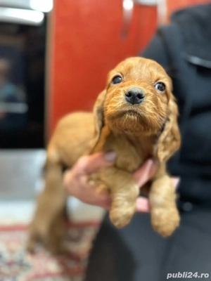 Puiuti Cocker Spaniel  - imagine 4