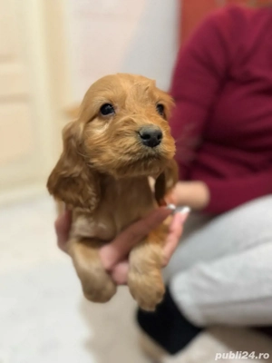 Puiuti Cocker Spaniel  - imagine 2