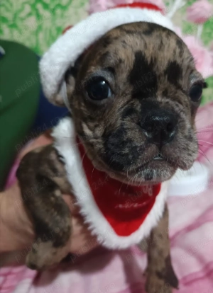 Băiețel și fetița de buldog francez 