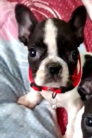 2 Băieței și o fetița de buldog francez  - imagine 2