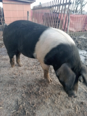 Disponibil vier bazna - imagine 2