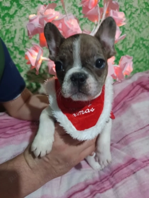 Băieței de buldog francez
