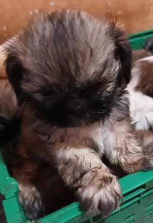 Vand căței Shishtzu  - imagine 2