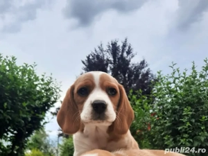beagle tricolor disponibil - imagine 2