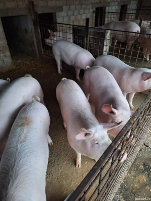 Vând porci  - imagine 2