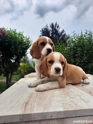 beagle tricolor disponibil - imagine 3