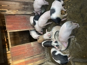 Vând purcei Duroc cu Marele Alb!! - imagine 2