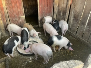 Vând purcei Duroc cu Marele Alb!! - imagine 3