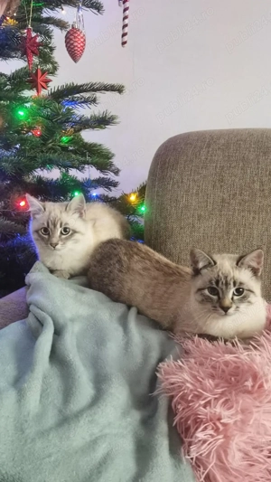 Se dau 2 pui pisica frumoși  - imagine 2