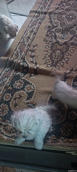 de vânzare bison maltez - imagine 3