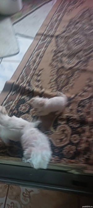 de vânzare bison maltez - imagine 2