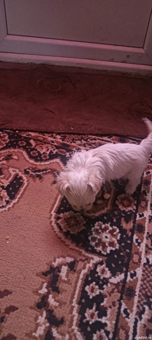 de vânzare bison maltez