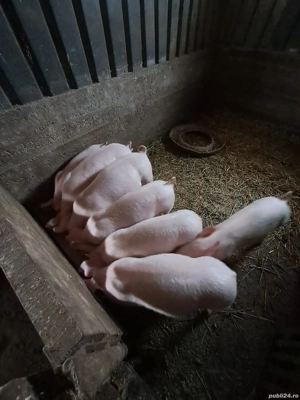 porci de vanzare - imagine 2