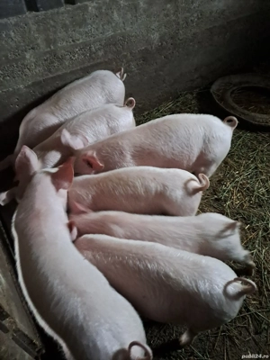 porci de vanzare - imagine 3