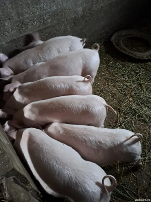 porci de vanzare - imagine 4