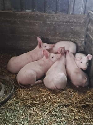 porci de vanzare