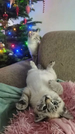 Se dau 2 pui pisica frumoși  - imagine 4