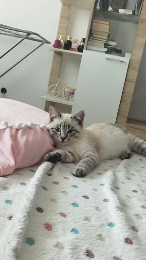 Se dau 2 pui pisica frumoși  - imagine 3