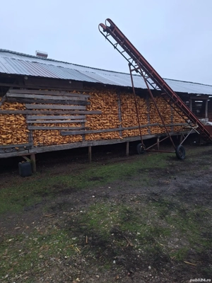 Vând porci  - imagine 3