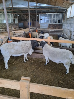 berbeci dorper de monta - imagine 3