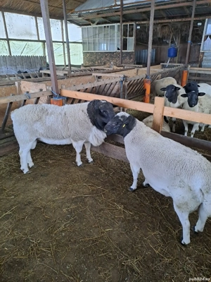 berbeci dorper de monta - imagine 2