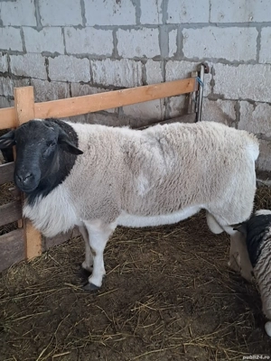 berbeci dorper de monta - imagine 5