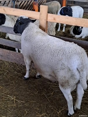 berbeci dorper de monta - imagine 4