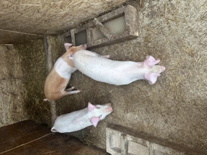 Vând purcei landrace și duroc  - imagine 5