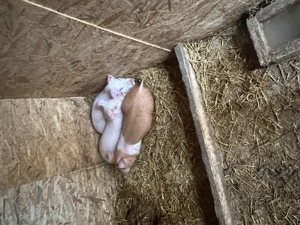 Vând purcei landrace și duroc  - imagine 2