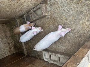 Vând purcei landrace și duroc  - imagine 4