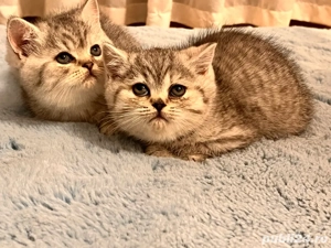 British silver tabby - imagine 3