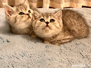 British silver tabby