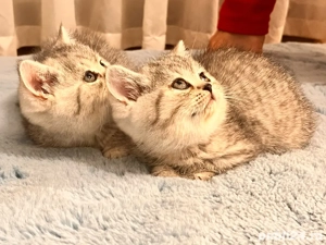 British silver tabby - imagine 2