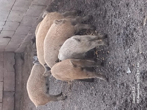 Purceii de vanzare de 3 luni - imagine 3