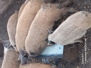 Purceii de vanzare de 3 luni - imagine 2