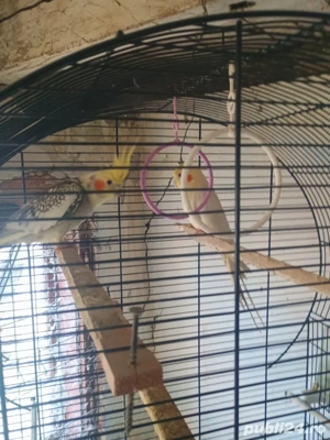 Vand o pereche de nimfe - imagine 2