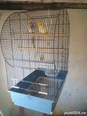 Vand o pereche de nimfe - imagine 3