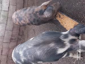 Doua purcele de vanzare  - imagine 2