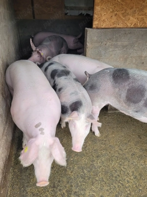 Porci 120-130 kg - imagine 2