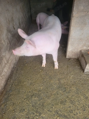 Porci 120-130 kg - imagine 3