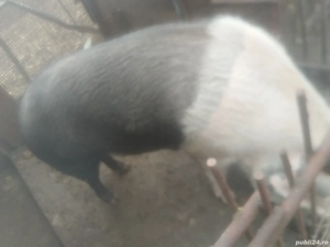 Pt cei interesați sunt 4 buc pt sacrificat între 120 și 170 și cel negru 240  - imagine 2