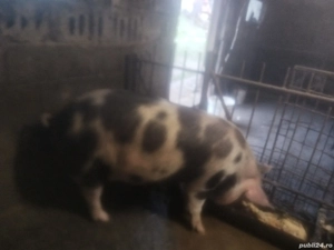 Pt cei interesați sunt 4 buc pt sacrificat între 120 și 170 și cel negru 240  - imagine 3