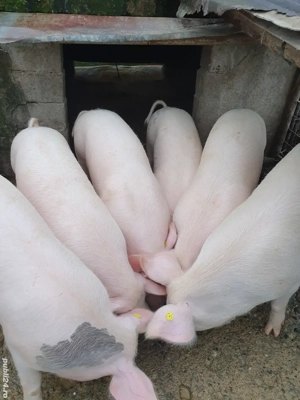 porci de vanzare - imagine 2